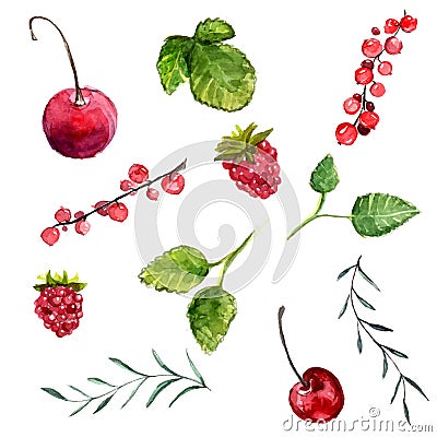 Set of watercolor berries cherry, red currant and raspberry, leaves of mint and rosemary. Vector design elements isolated on white Vector Illustration