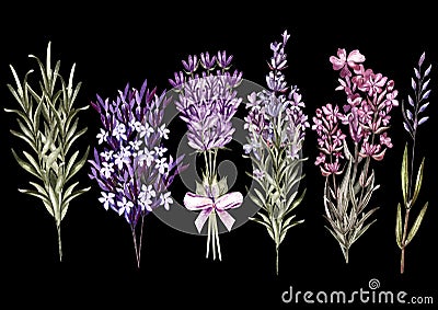 Set of watercolor bouquet lavender flowers on white background. Stock Photo