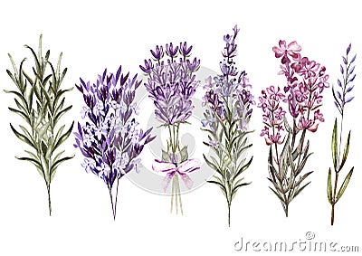 Set of watercolor bouquet lavender flowers on white background. Stock Photo