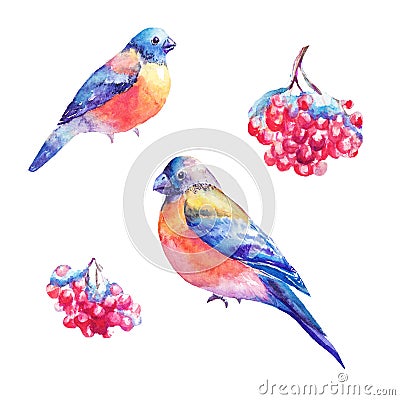 Set of watercolor bullfinches and rowan`s berry. Hand painted il Cartoon Illustration