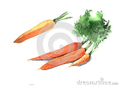 Set of watercolor carrots. Hand drawn illustration isolated on white background Cartoon Illustration