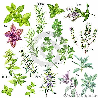 Set of watercolor cooking herbs, mediterranean cuisine Vector Illustration