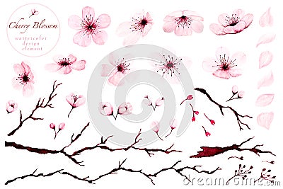 Set of watercolor design elements, Cherry blossom branches hand painted Cartoon Illustration