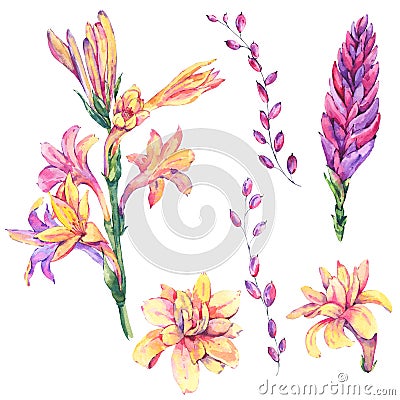 Set of watercolor exotic natural blooming orchid flowers Stock Photo