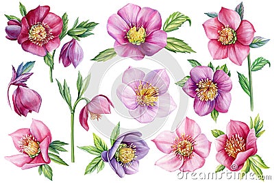 Set watercolor flowers hellebore. spring delicate pink flowers. Flora Hand drawn botanical illustration, isolated object Cartoon Illustration