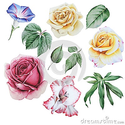 Set with watercolor flowers and leaves. Rose. Peony. Gladiolus. Leaves. Stock Photo