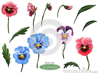 Pansies, flower heads,leaves,buds. Isolated on white background Stock Photo