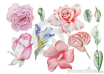 Set with watercolor flowers. Rose. Iris. Hibiscus. Leaves. Hand Stock Photo