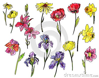 Set of watercolor garden flowers Cartoon Illustration