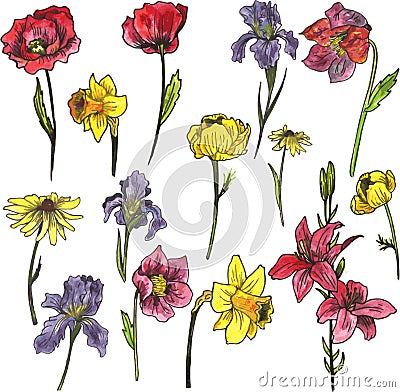 Set of watercolor garden flowers Vector Illustration