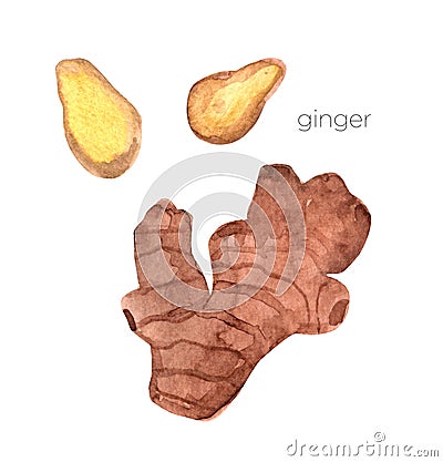 Set of watercolor ginger elements, hand painted Stock Photo