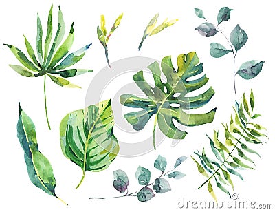 Set of watercolor green tropical leaves Cartoon Illustration