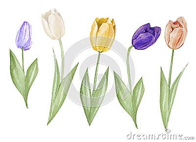 Set watercolor hand drawn elements of Tulips collection garden and wild flowers, easter florals, leaves. Botanical illustration is Cartoon Illustration