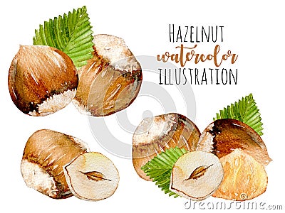 Set of watercolor hazelnuts elements Stock Photo