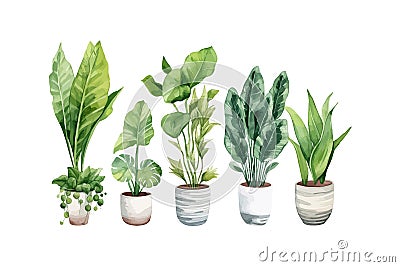 Set of watercolor houseplants monstera sansevieria. Vector illustration design Vector Illustration