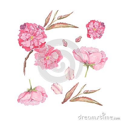 Set of Watercolor illustration of pink Apple and Cherry flowers. Element for design of invitations, movie posters Cartoon Illustration
