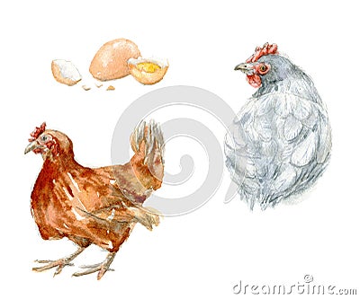 Set of watercolor illustrations of chikens and egg. Hand drawn painting of farming life on white background for design Cartoon Illustration