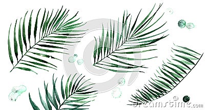 Set of watercolor illustrations palm leaves. Tropical nature design. Cartoon Illustration