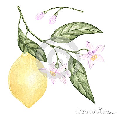 Set of watercolor illustrations of yellow citrus lemon fruits, flowers, green leaves. Hand painted. on a white Cartoon Illustration