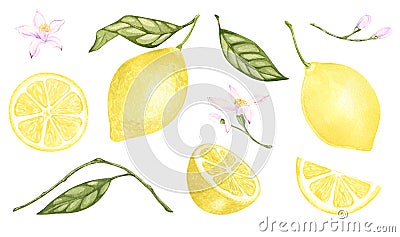 Set of watercolor illustrations of yellow lemon citrus fruits, flowers, green leaves. Hand painted on a white background Cartoon Illustration