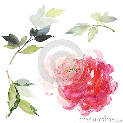 Set of watercolor large peony Stock Photo