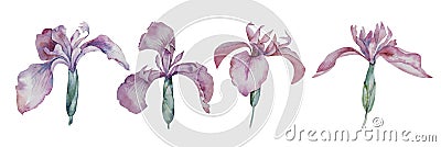 Set of watercolor lilac irises. Four separate flowers. Stock Photo