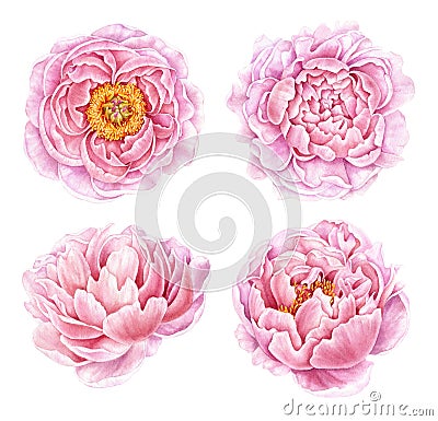 Set of watercolor peonies isolated on white background. Cartoon Illustration