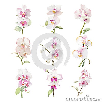 Set of watercolor Phalaenopsis on a white background. Vector Illustration