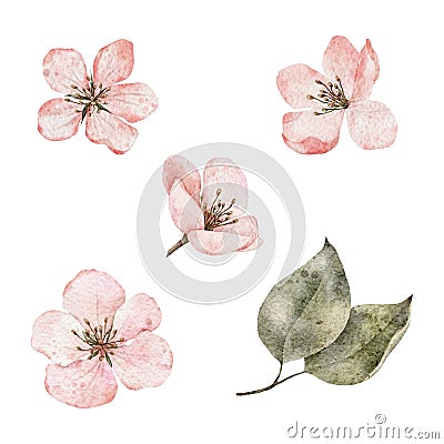 Set of watercolor pink flowers. Cherry blossom, flowering sakura, spring apple clipart. Hand drawn blooming floral Cartoon Illustration