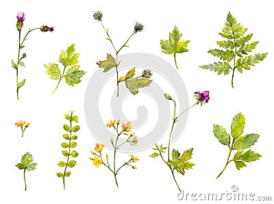 Set of watercolor plants and branches, fern and wild flowers. Isolated nature illustrations. Cartoon Illustration