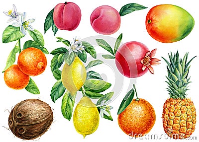 Set of Watercolor ripe fruits. Lemon, tangerine, coconut, peaches and mango. Cartoon Illustration