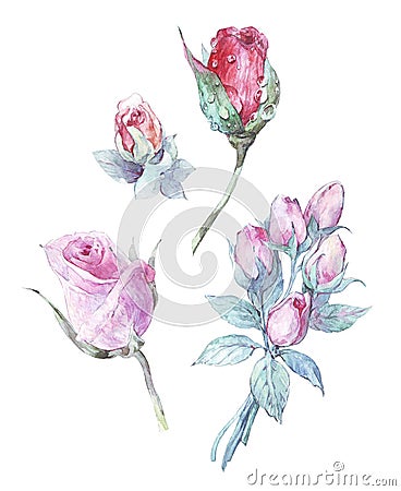 Set of watercolor rose buds Stock Photo