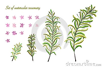 Set of watercolor rosemary bloom Stock Photo