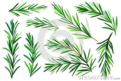 Set of watercolor rosemary branches. Watercolor greenery. Isolated white background Cartoon Illustration