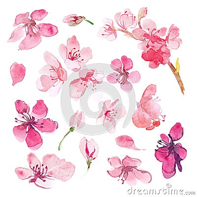 Set of watercolor sakura flower Stock Photo