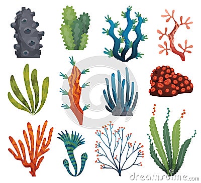 Set of watercolor seaweed and corals isolated on white background. Underwater algae. Aquarium plants collection. Vector Vector Illustration