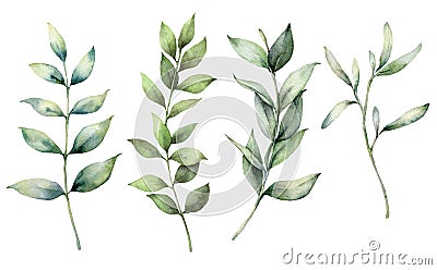 Set of watercolor spring branches. Hand painted eucalyptus thick branches and leaves isolated on a white background Cartoon Illustration