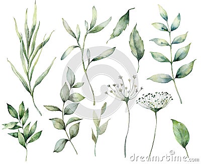 Set of watercolor spring branches and herbs. Hand painted eucalyptus leaves and grass isolated on a white background Cartoon Illustration