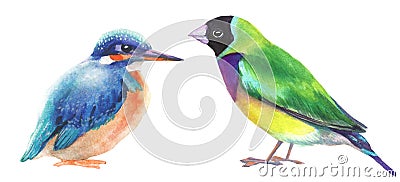 Set of watercolor tropical birds on white. kingfisher and amadine bird hand painted illustration Cartoon Illustration