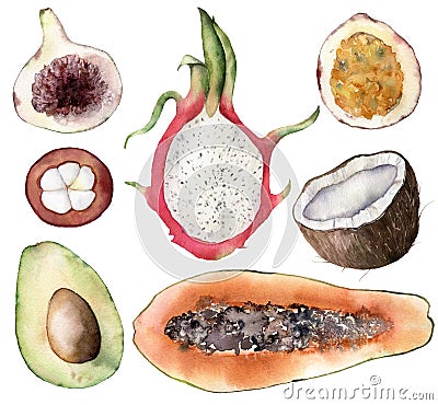 Set of watercolor tropical fruits. Hand painted avocado, coconut, dragon fruit, fig, mangostana, passion fruit and Cartoon Illustration