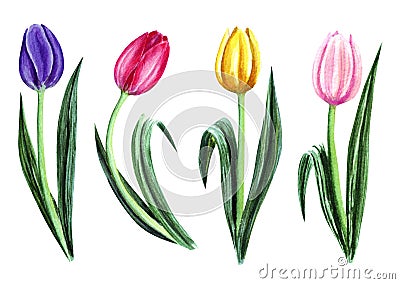 Set of watercolor tulips isolated on white background. Flower illustration for greeting cards, wedding invitations Cartoon Illustration