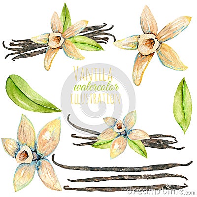 Set of watercolor vanilla elements Stock Photo