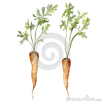 Set of watercolor young carrots with tops. Hand painted food isolated on a white background. Floral illustration for Cartoon Illustration