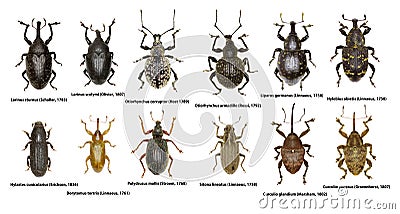 Set of Weevil Beetles of Europe Stock Photo