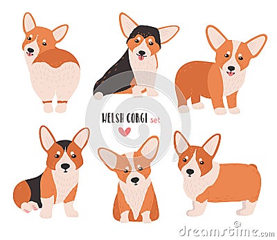 Set of welsh corgi in different postures. Small cute dog of herding breed isolated on white background. Funny pet animal Vector Illustration