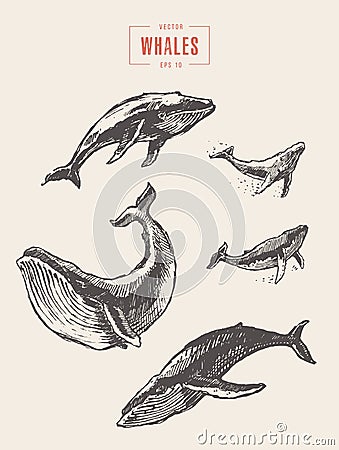 Set whales drawn vector illustration sketch Vector Illustration