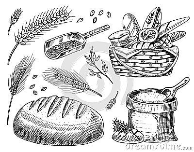 Set of wheat and Cereals. Barley and Malt Rye seeds for making bread, Beer and bakery products. Whole grains,bag of Vector Illustration