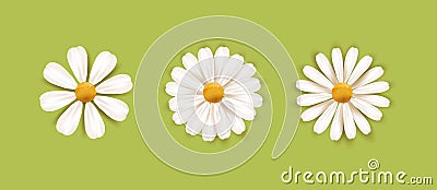 Set of White daisy chamomile illustration. Cute realistic flower plant icon collection. Different sorts of flower petal Vector Illustration