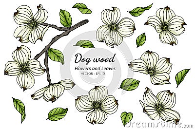 Set of white dogwood flower and leaf drawing illustration with line art on white backgrounds Vector Illustration