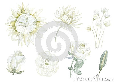 Set of white Flowers with Protea, Rose and Jasmin. Stock Photo